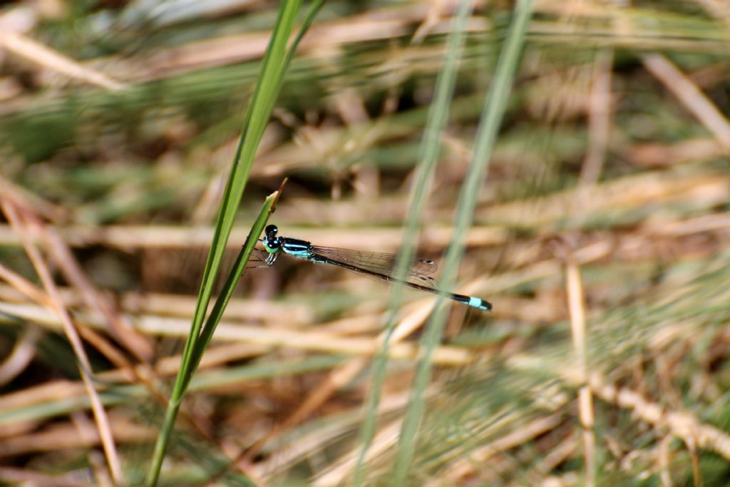 Ischnura elegans:  maschi e femmine